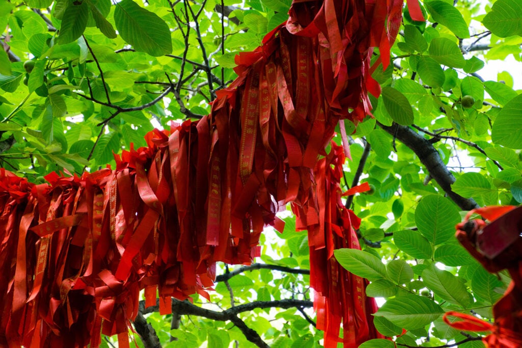 red ribbons amongst the trees