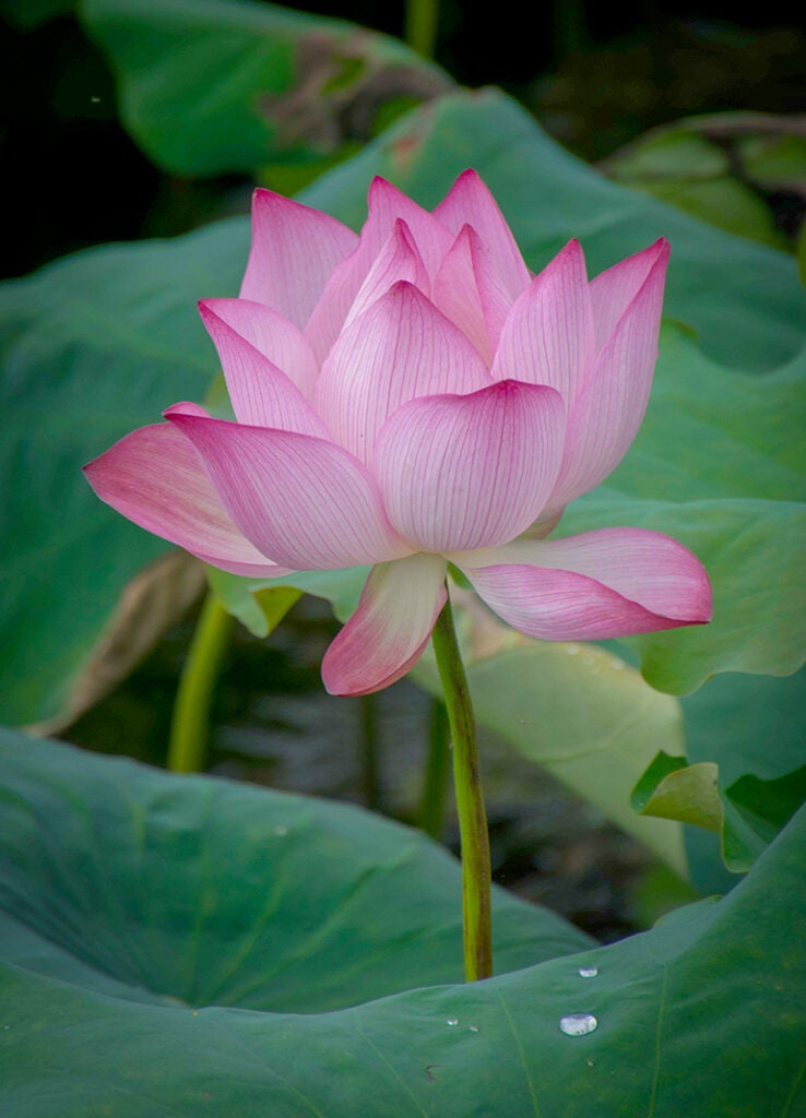 A beautiful pink flower